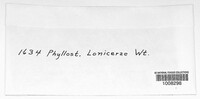 Phyllosticta lonicerae image